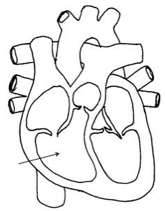 heal sb-1-The Heart and Functionsimg_no 643.jpg